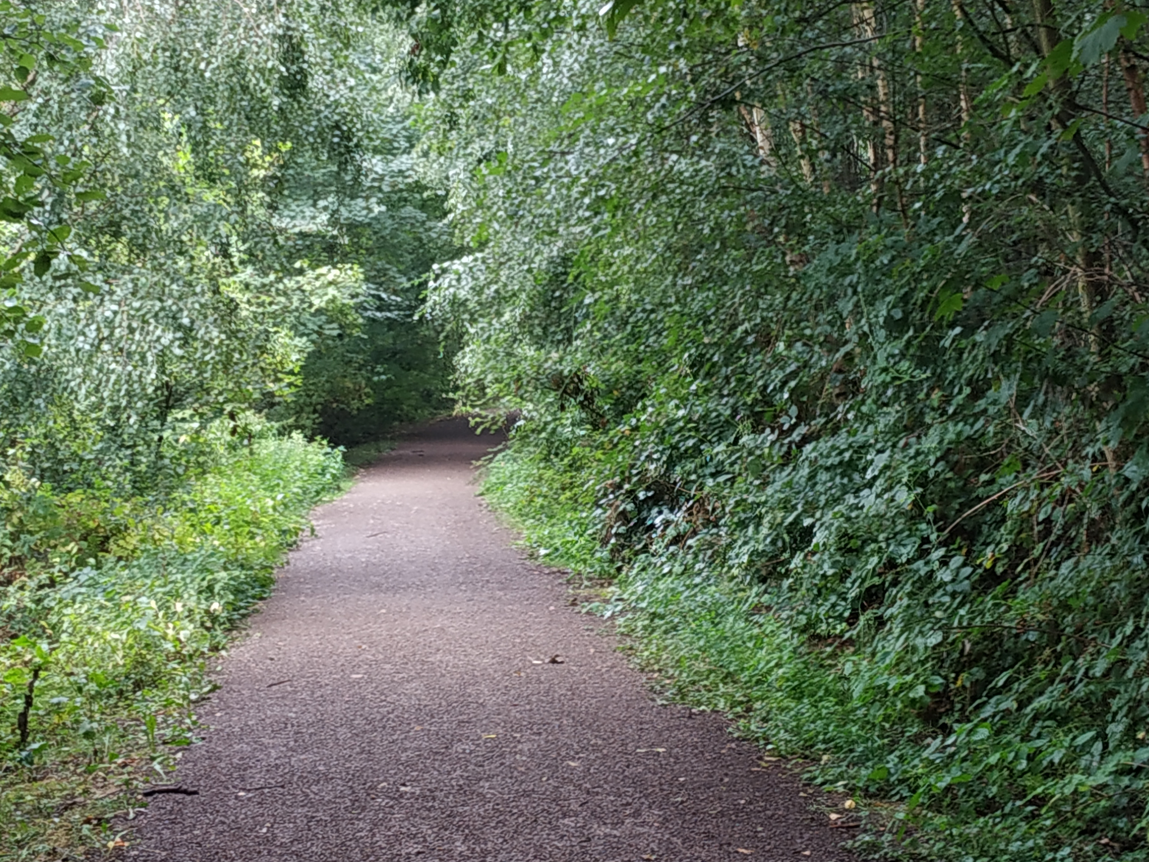 Path near riverbank