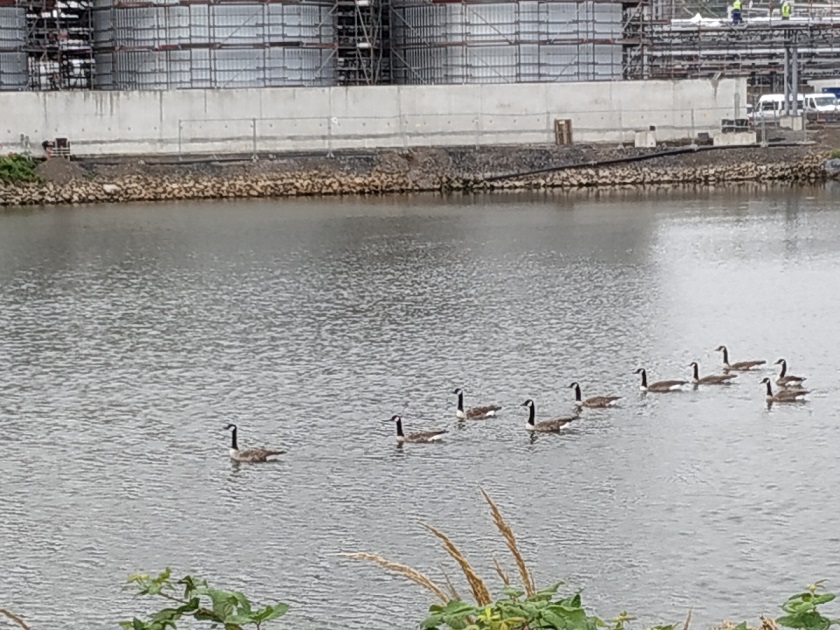 Quiet road among trees