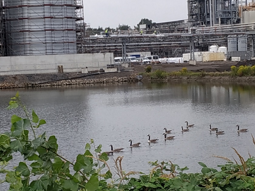 Forest edge near factory